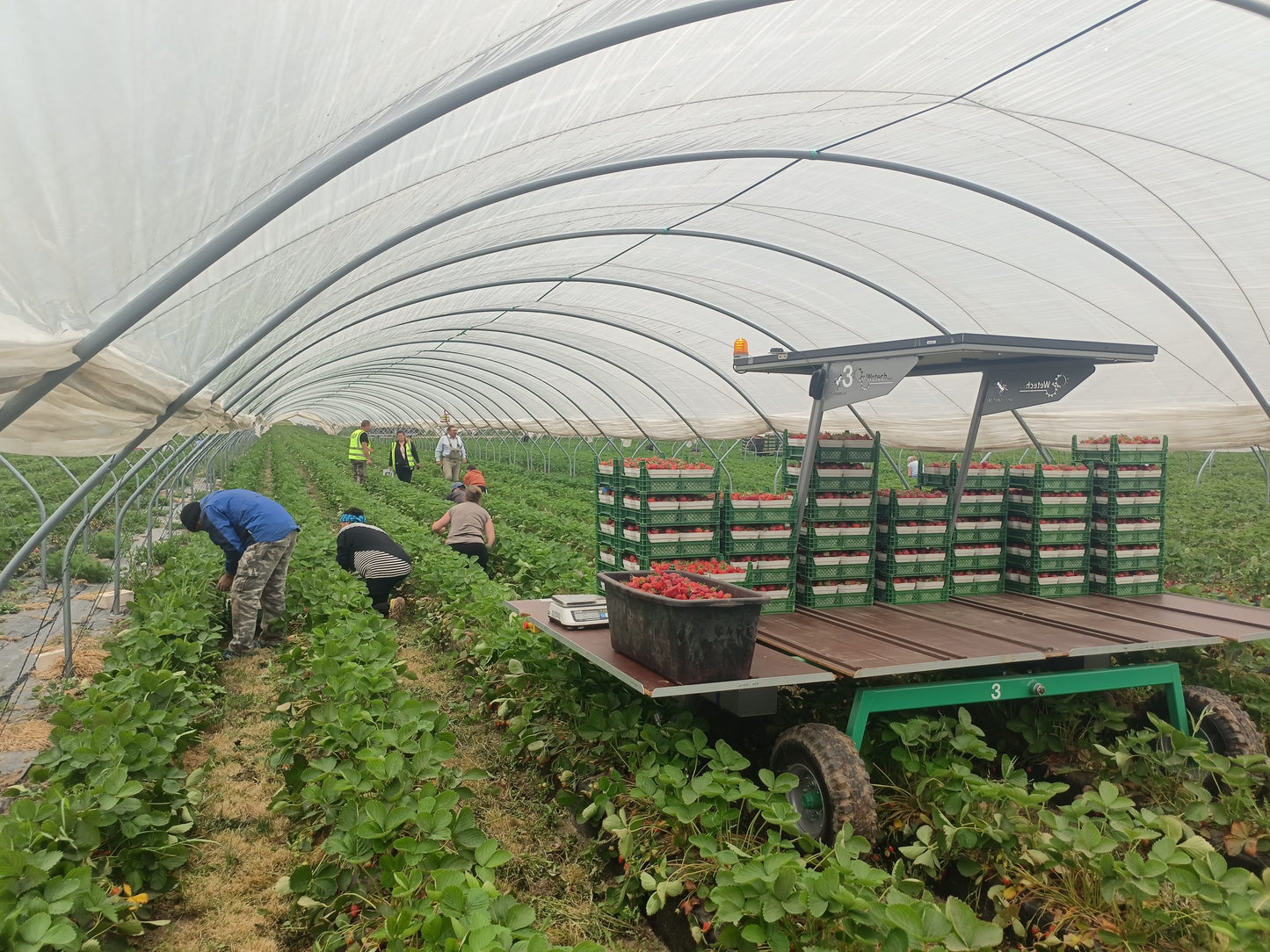 VALERA FLEX Harvest Robot